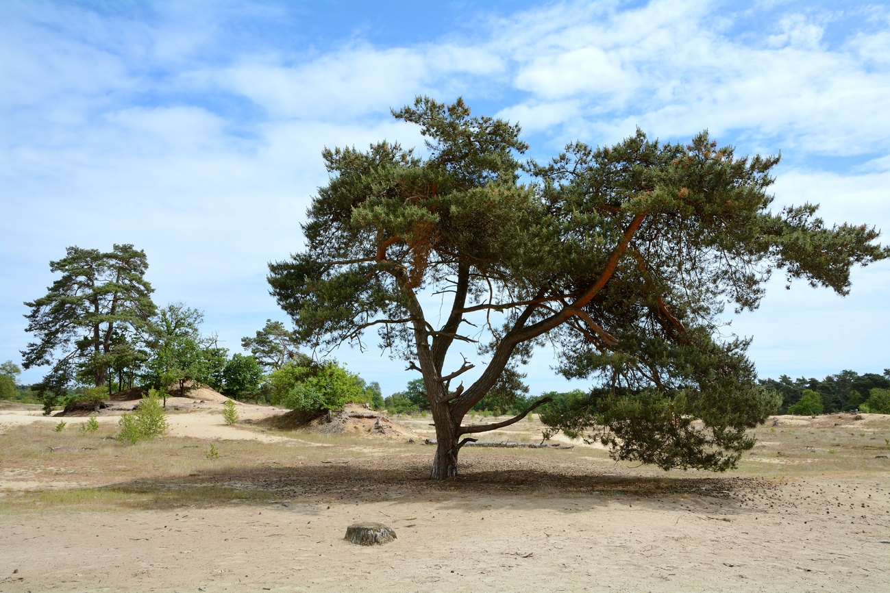 Loonse en Drunense duinen