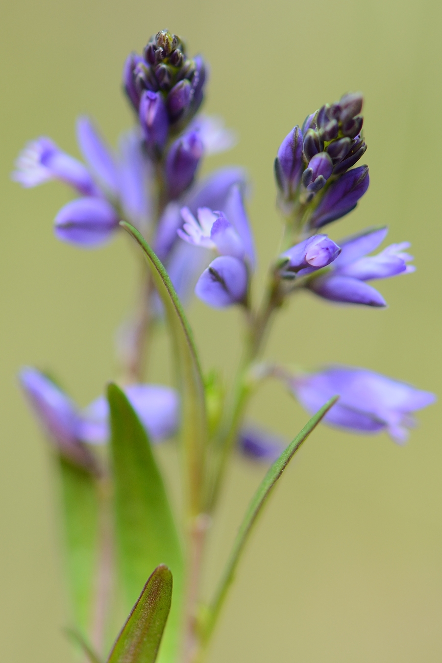 Gewone vleugeltjesbloem