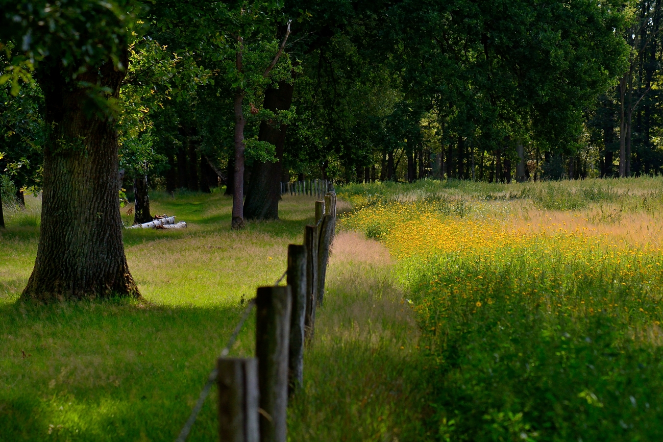 In het bos