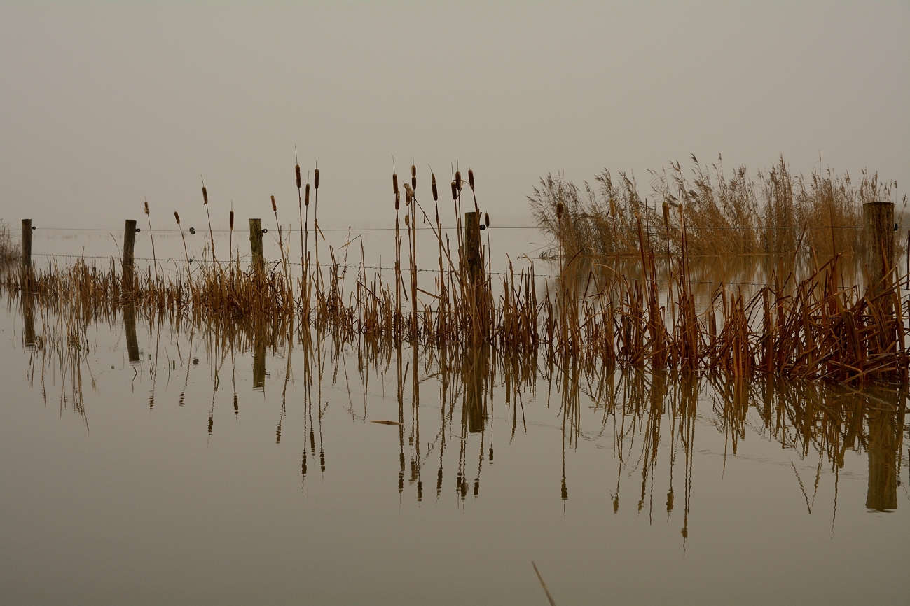 Hoog water