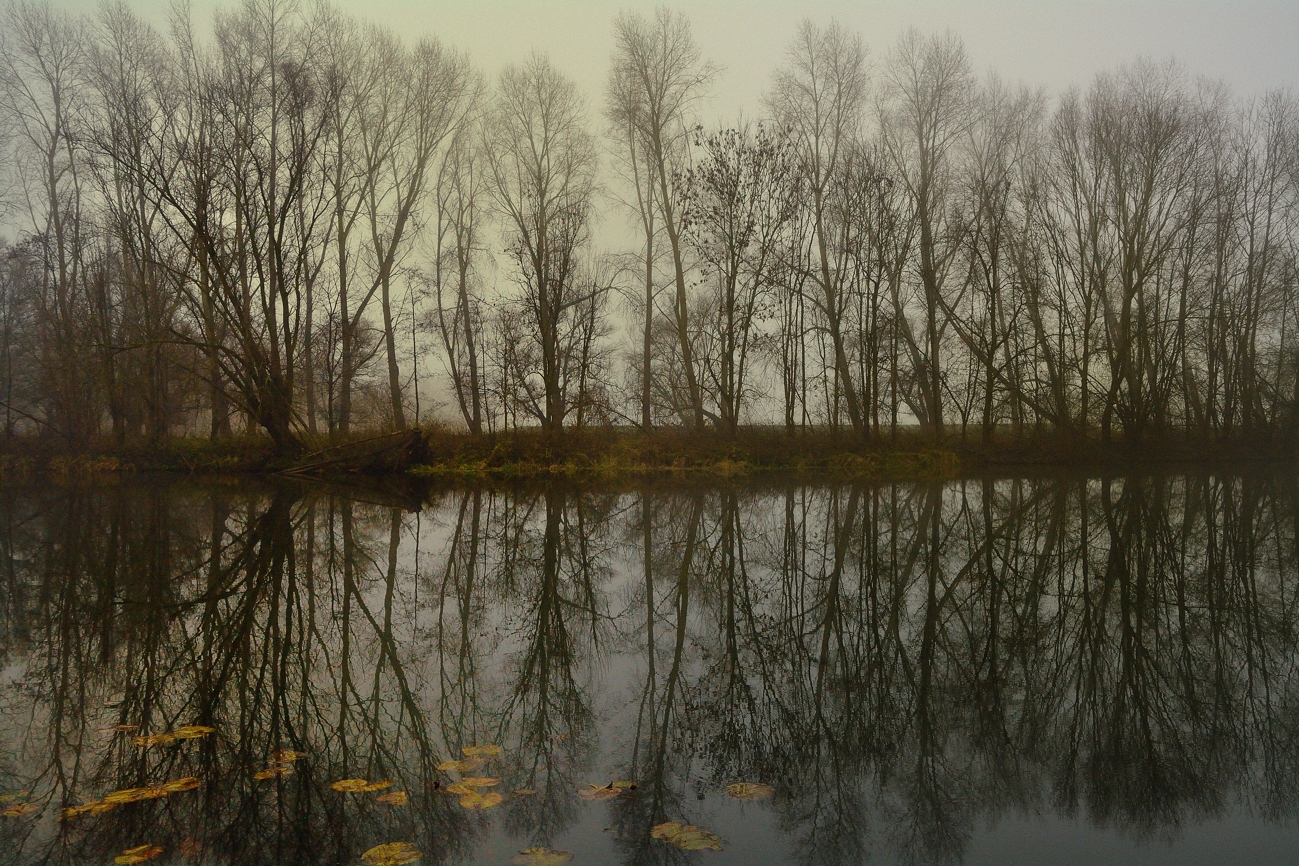 De Biesbosch