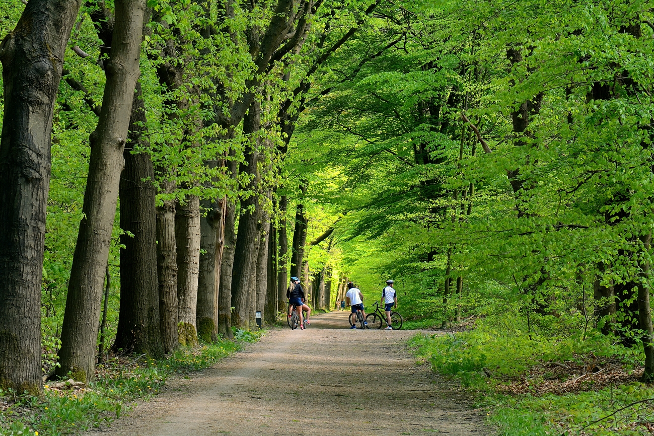 In het beukenbos