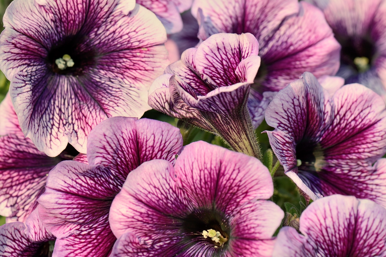 Petunias