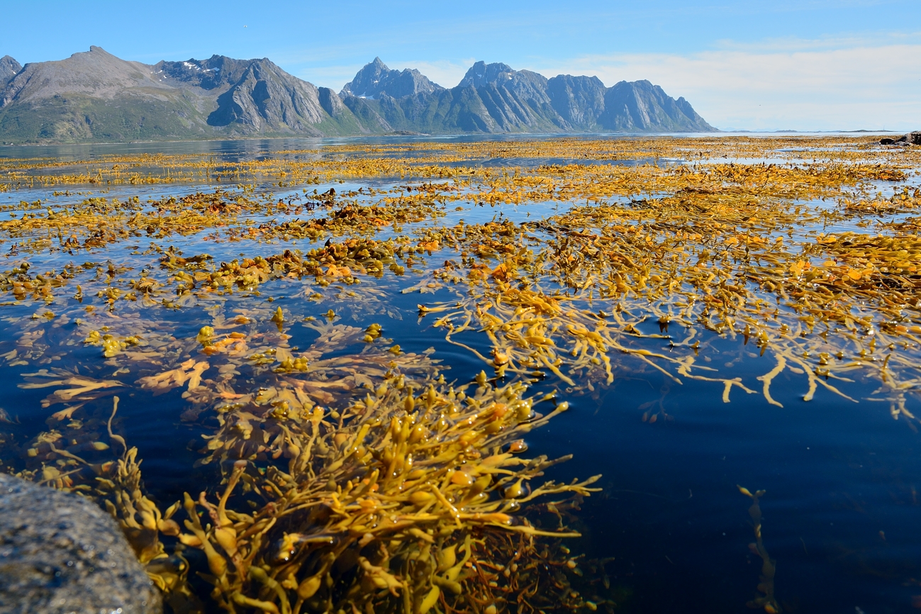 Gimsøystraumen with seaweed