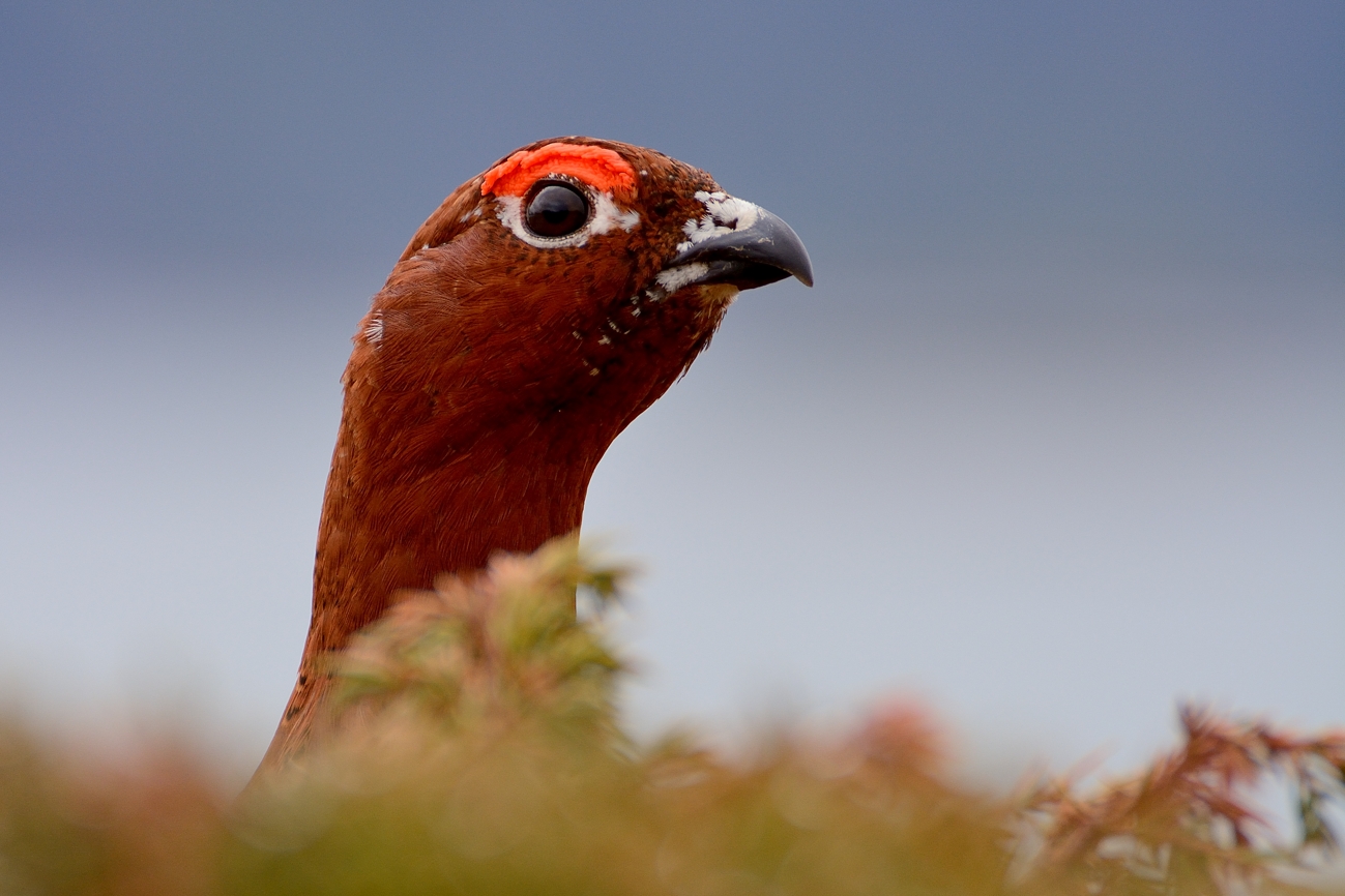 Willow Grouse
