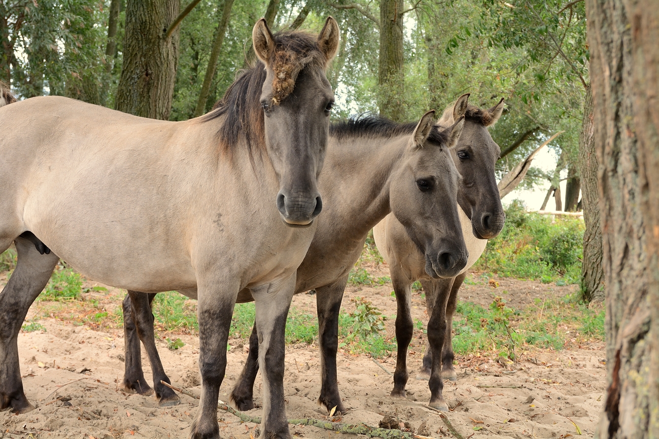 Koniks paarden