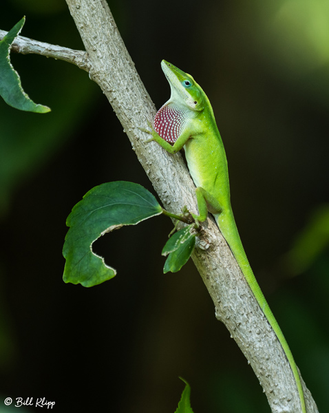 Green Anole with extended Dewlap  8
