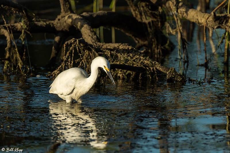 Snowy Egret 42