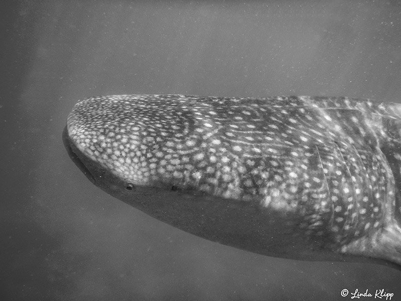 Whale Shark  4
