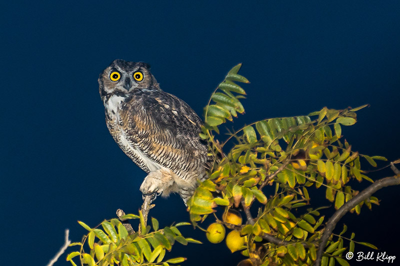 Great Horned Owl  1