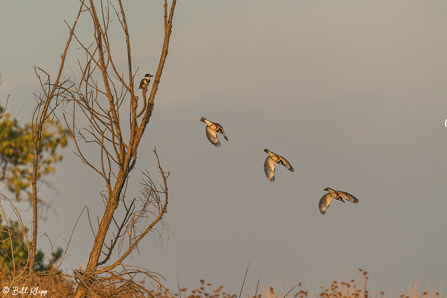 Belted Kingfisher Composite  2