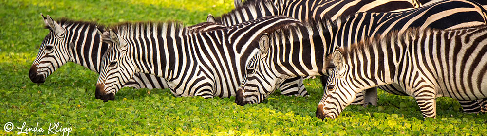 Zebras at watering Hole  1