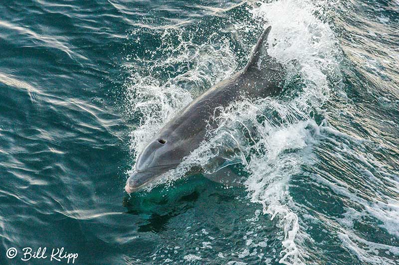 Common Dolphins, Sea of Cotez  10