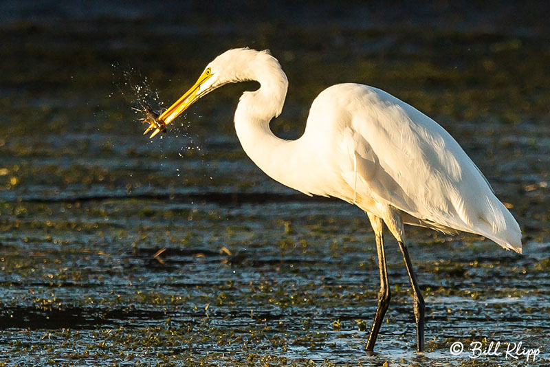 Great Egret with crayfish  50