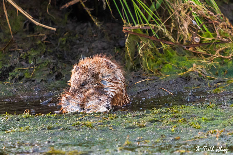 Muskrat Love 8