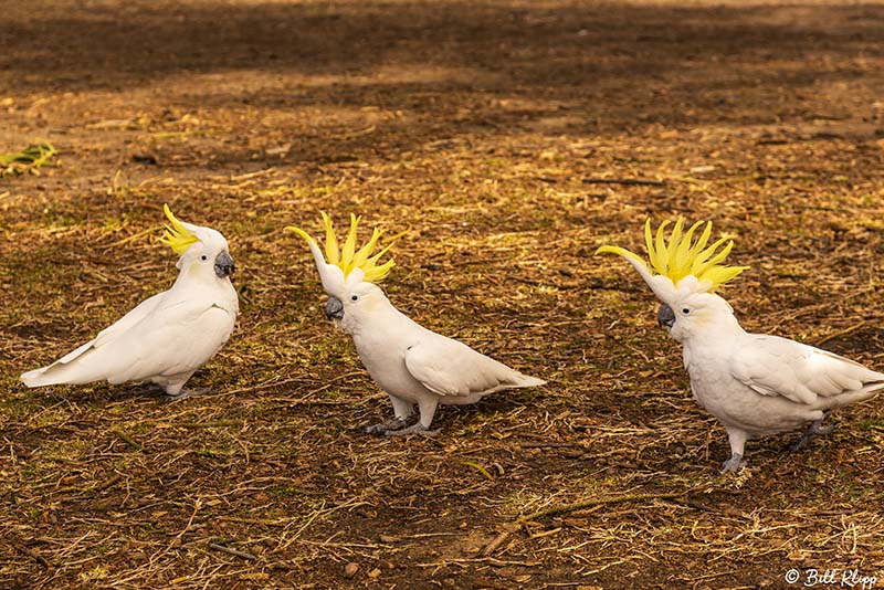 Sulphur-Crested Cockatoo, Manly Beach  5