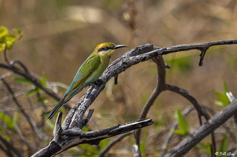 Rainbow Bee-Eater  3