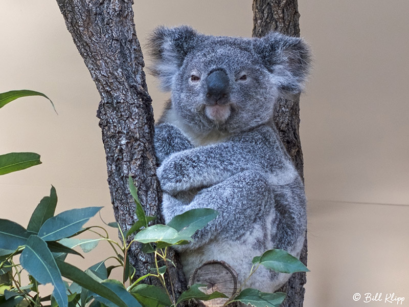 Koala Bear, Lone Pine Sanctuary  1