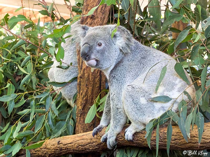 Koala Bear, Lone Pine Sanctuary  2