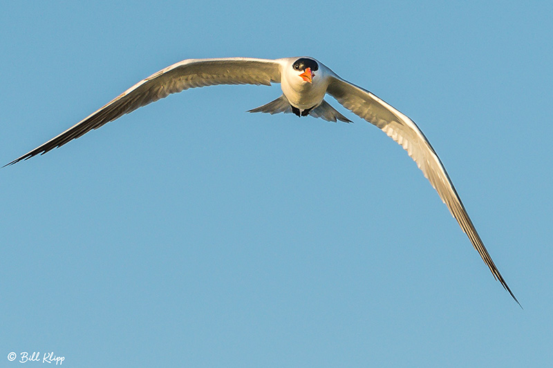 Caspian Tern  8