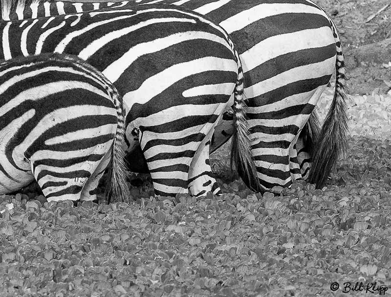 Zebra Butts, Tarangire Ntl. Park  1