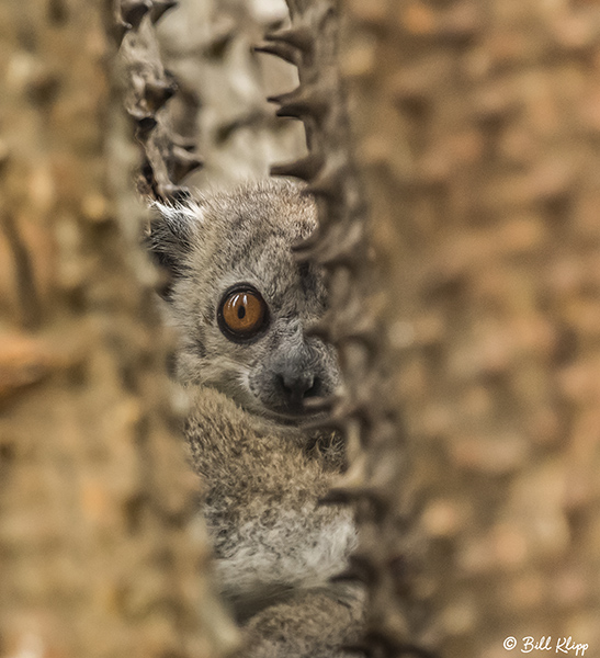 White-footed Sportive Lemur, Spiny Forest, Mandrare River Camp  1