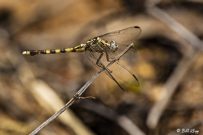 Dragonfly, Mandrare River Camp  1