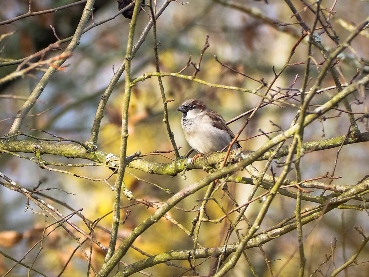Waiting for spring