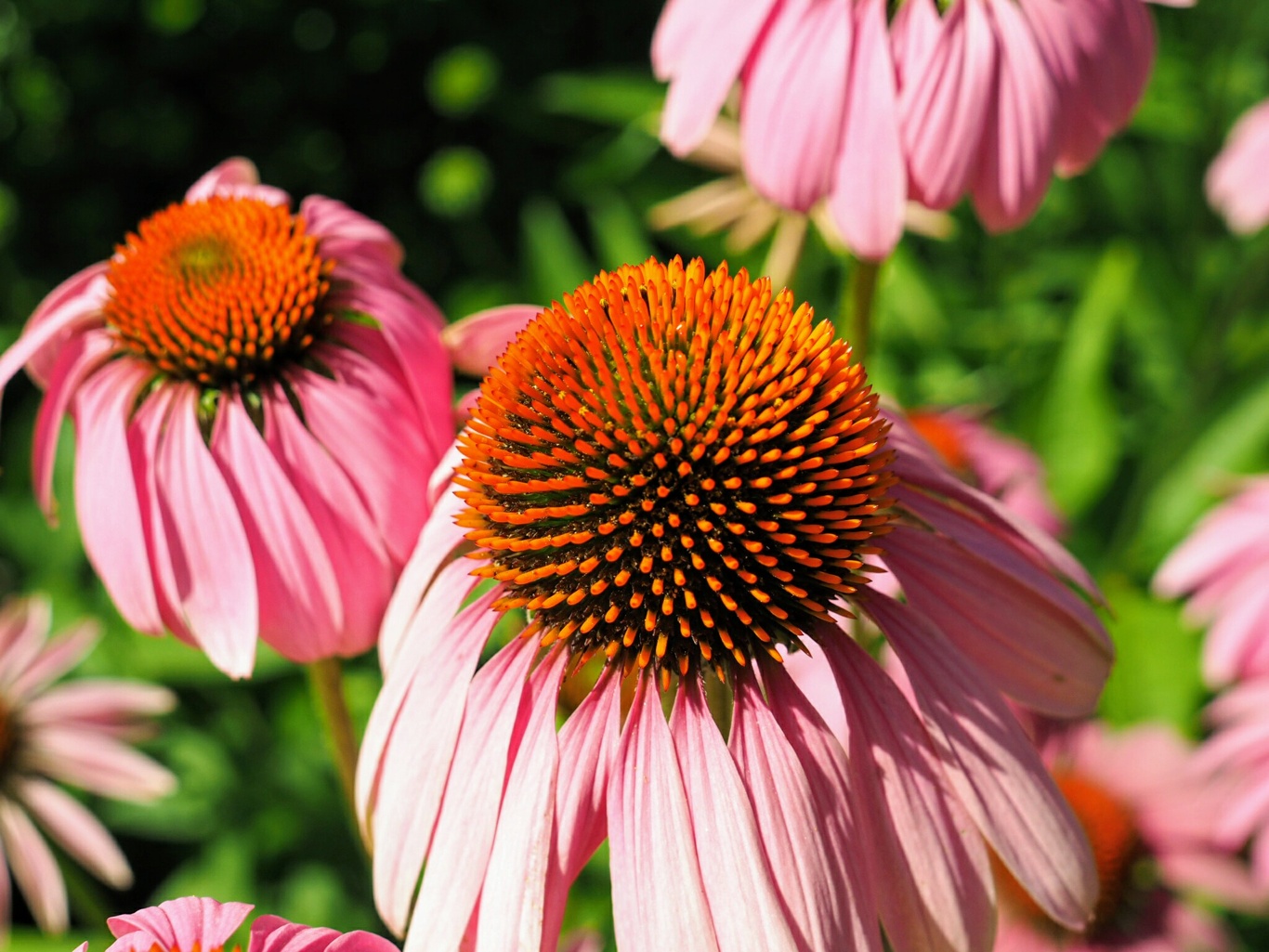 Coneflowers