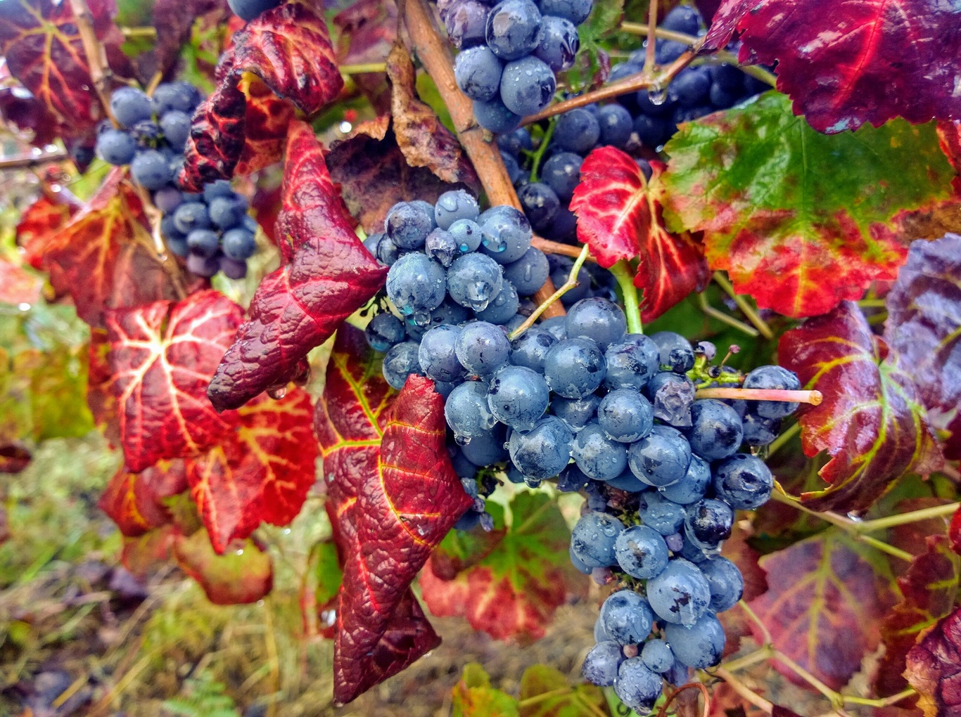Blue grapes 