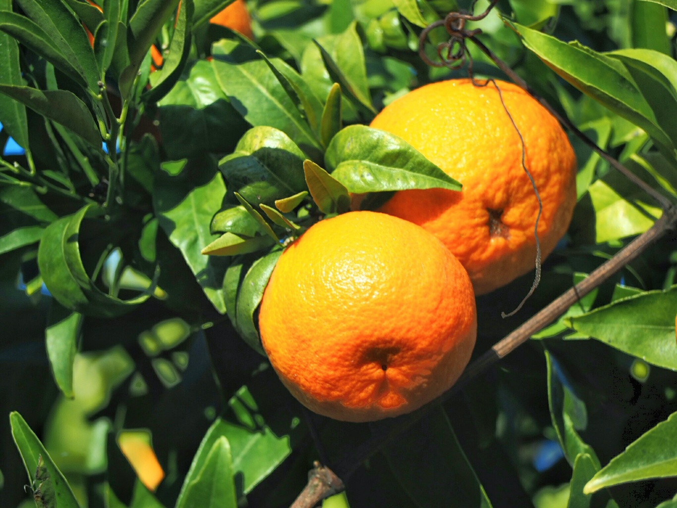 Mandarins 