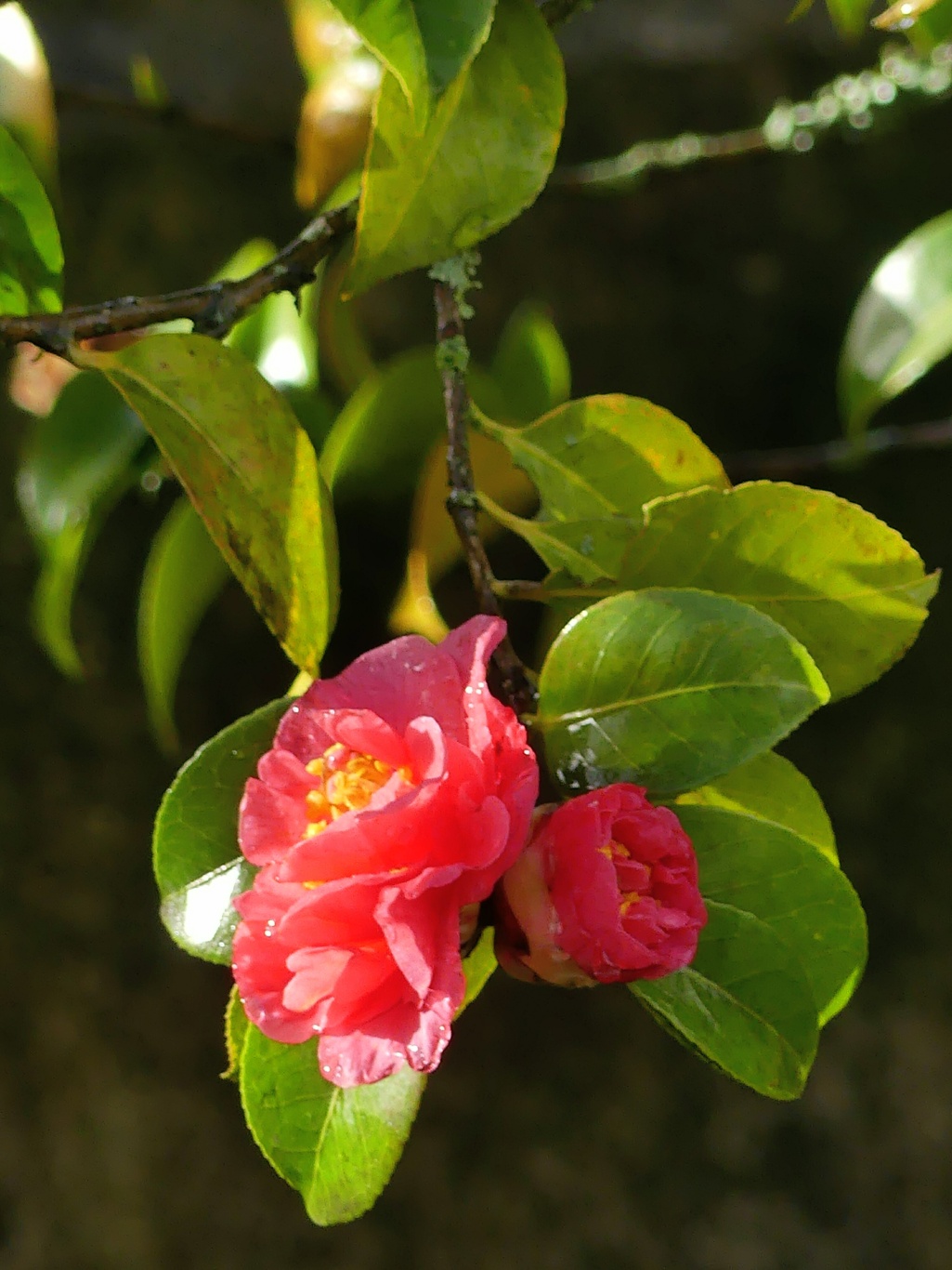 Camelia tree 