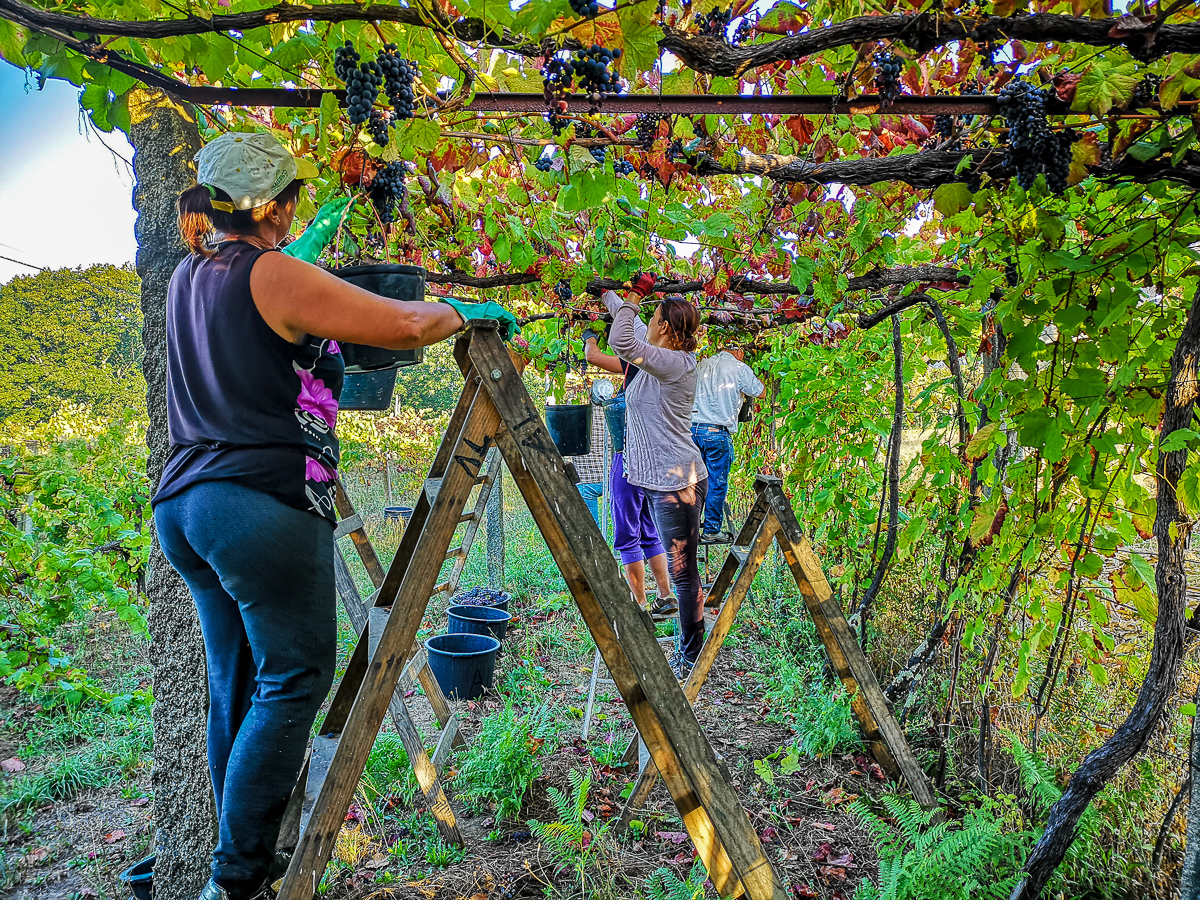 Harvesting