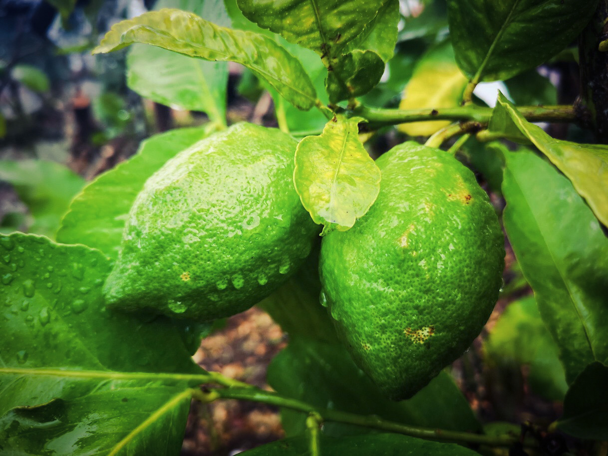Lemon Tree 