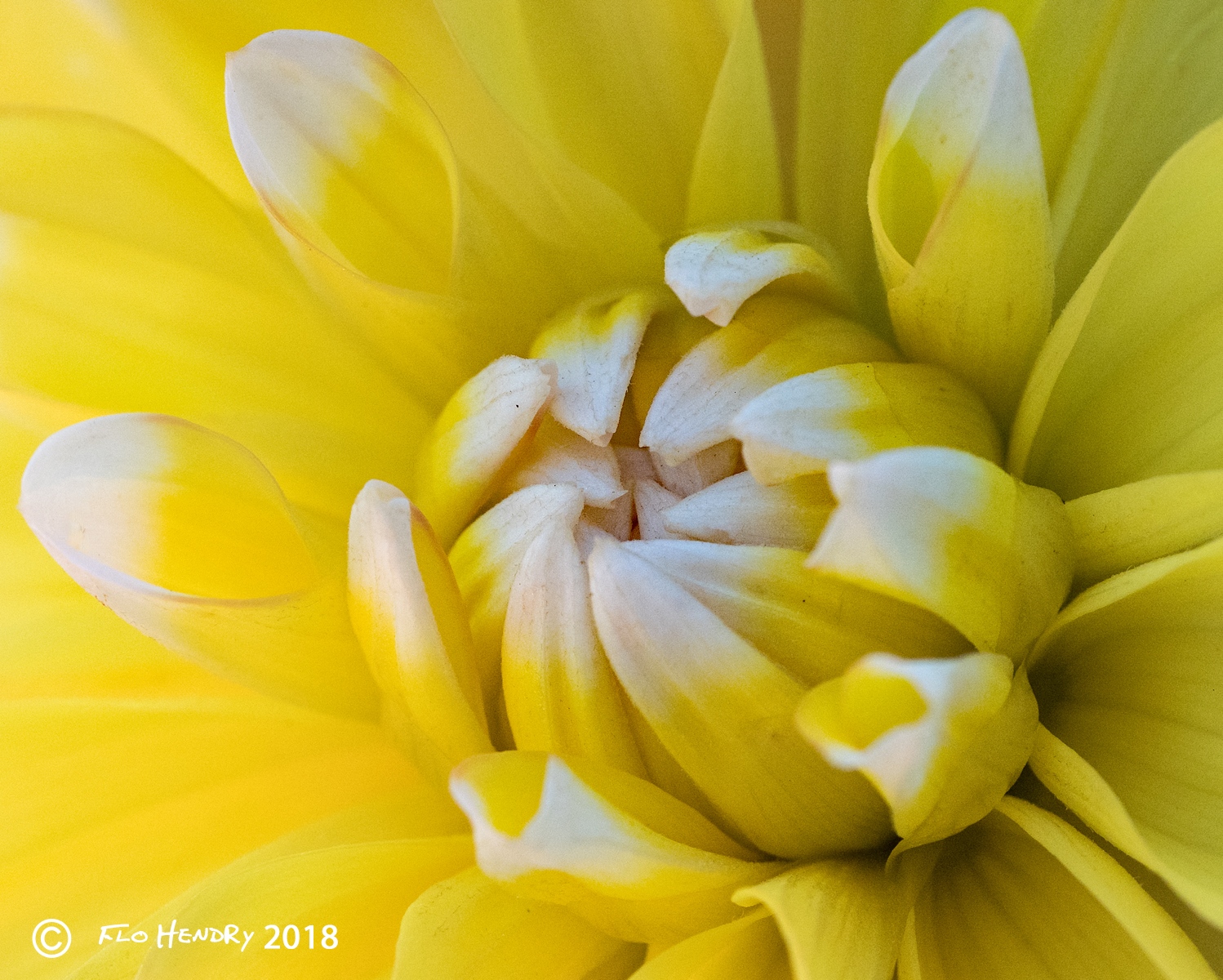 Tippy Flower Macro (Lemon Dahlia)