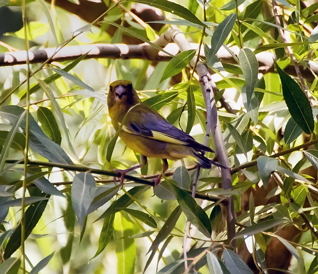 Greenfinch (Chloris chloris) 