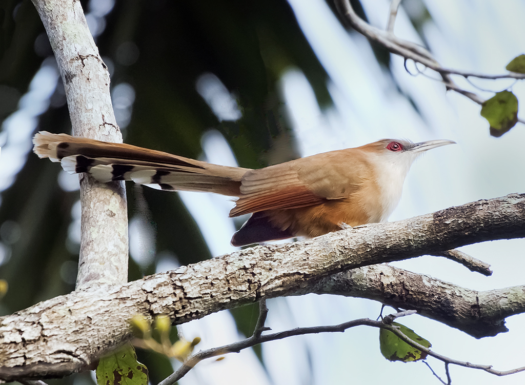 Cuban Lizard Cuckoo