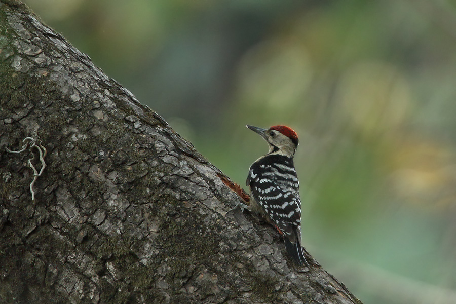 Fulvous-breasted Woodpecker (<i>Dendrocopos macei</i>)