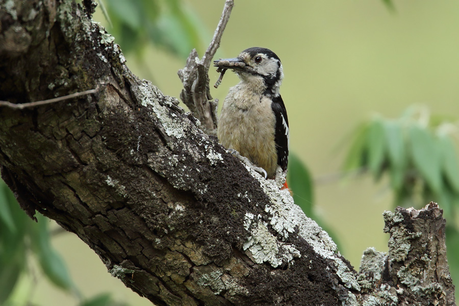 Himalayan Woodpecker  (<i>Dendrocopos himalayensis</i>)