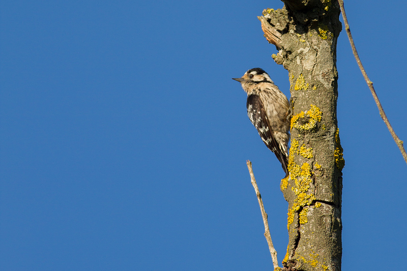 Lesser Spotted Woodpecker Picoides minor