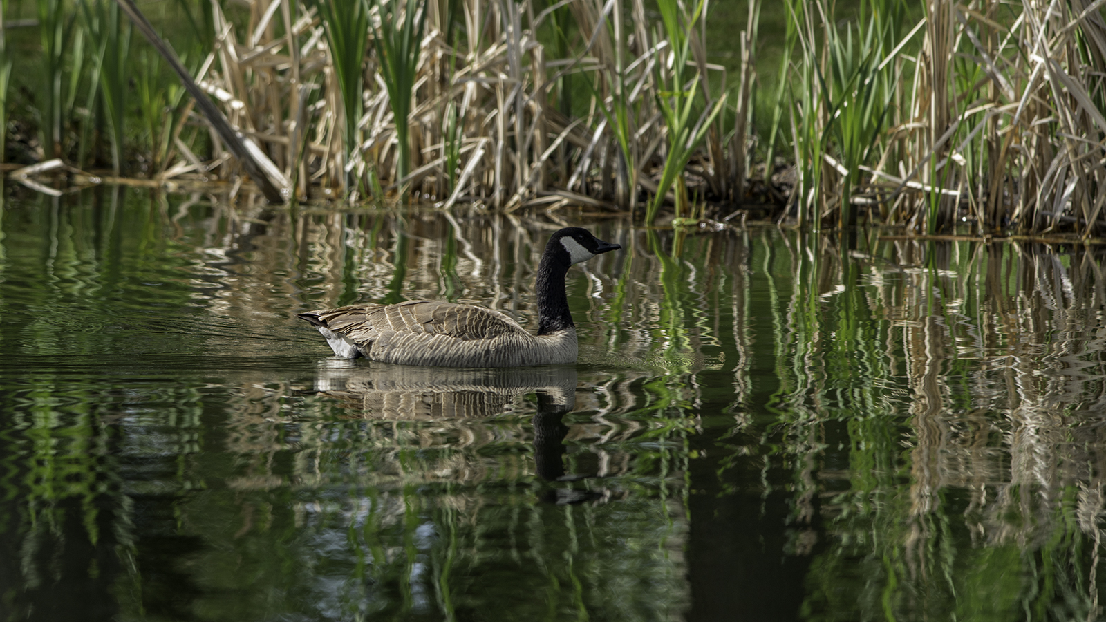 Sunlit Canada Goose