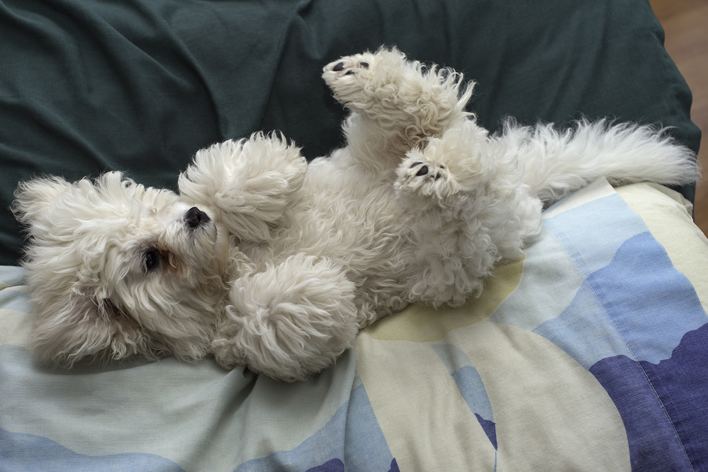 Rag Doll