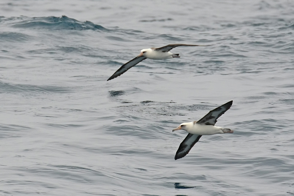 Laysan Albatross Tepke 0754.jpg