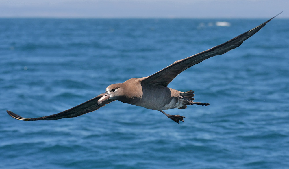 090418 Black-footed Albatross 8966.jpg