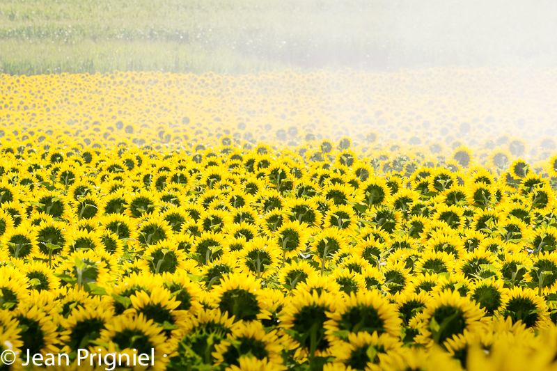 Histoire de tournesol