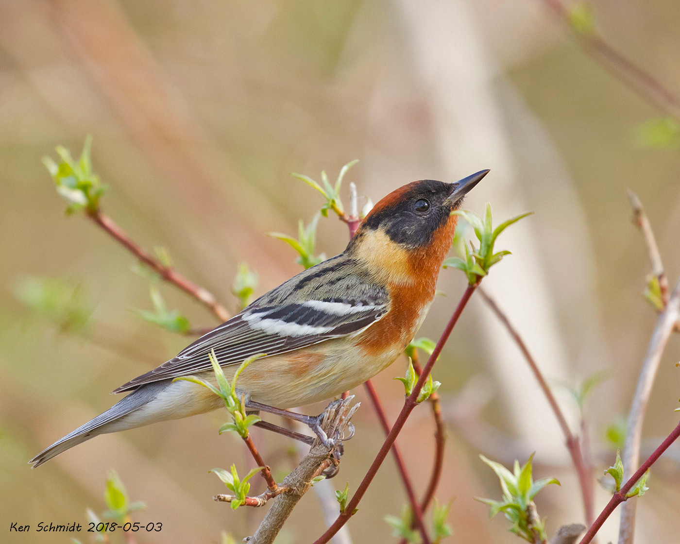 Bay-breasted Warbler