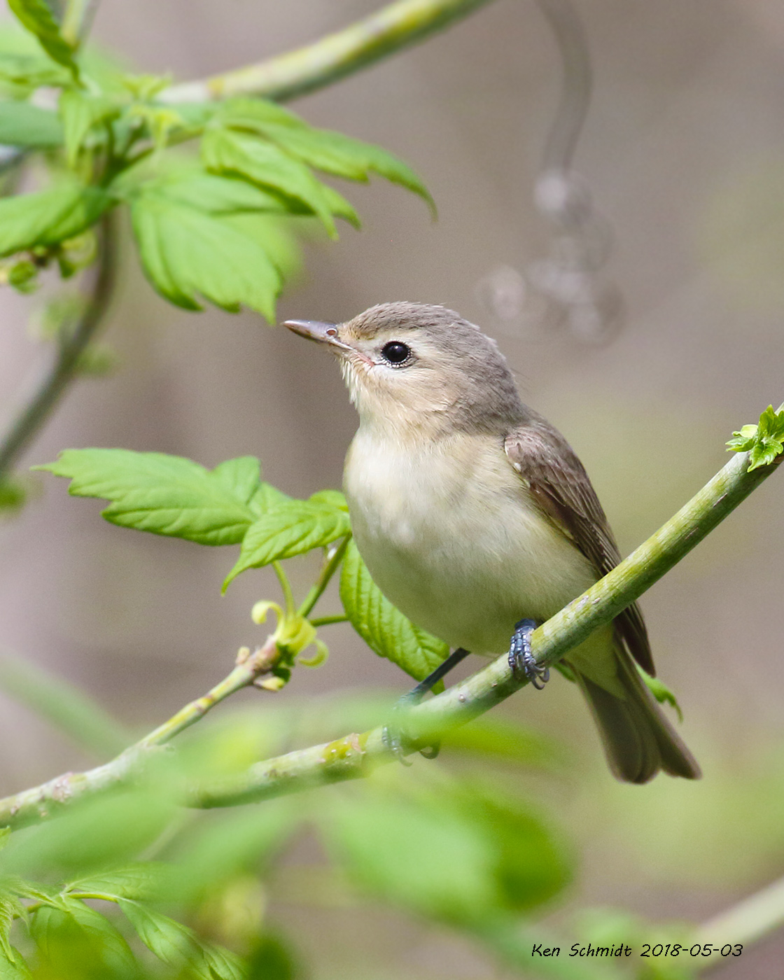 Warbling Viero