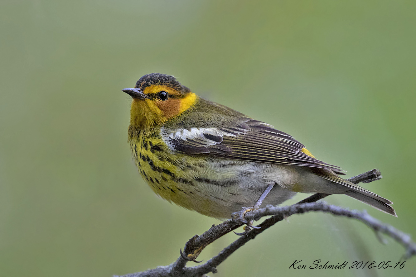 Cape May Warbler