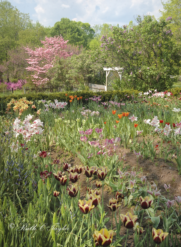 Tulip Garden