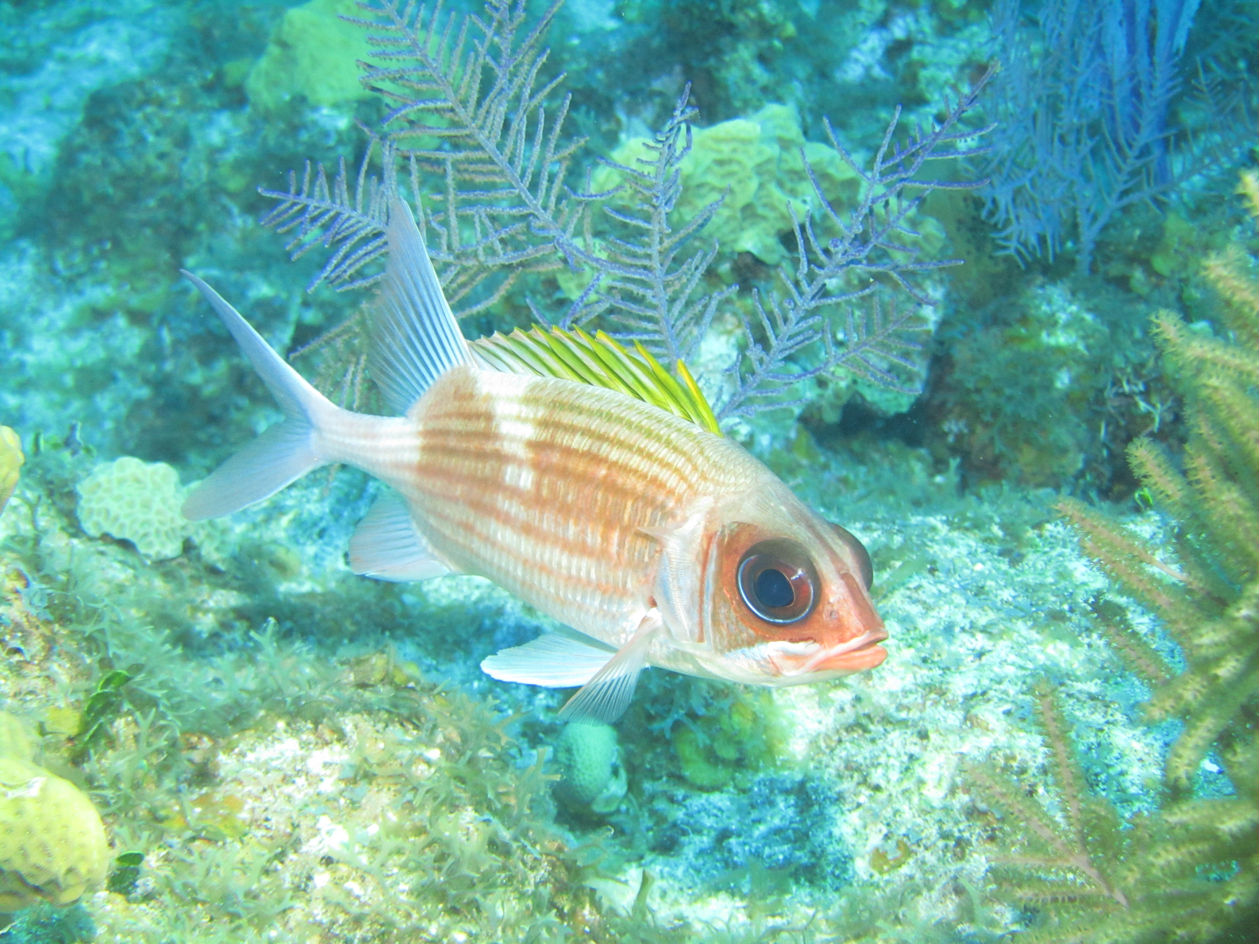 Squirrelfish 